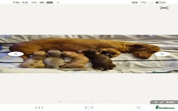 Miniature Dachshund dogs for sale: Miniature dachshund puppy  - Image 1