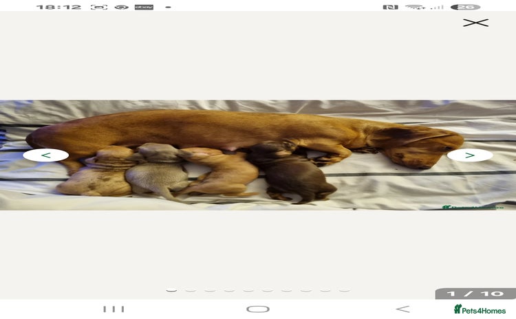 Miniature Dachshund dogs - Advert 8