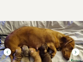 Miniature Dachshund dogs for sale - Advert 1