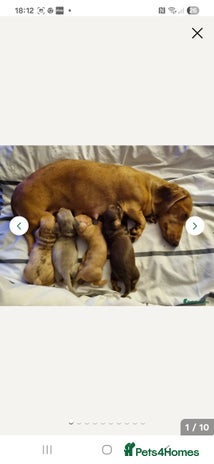 Miniature Dachshund dogs - Advert 3