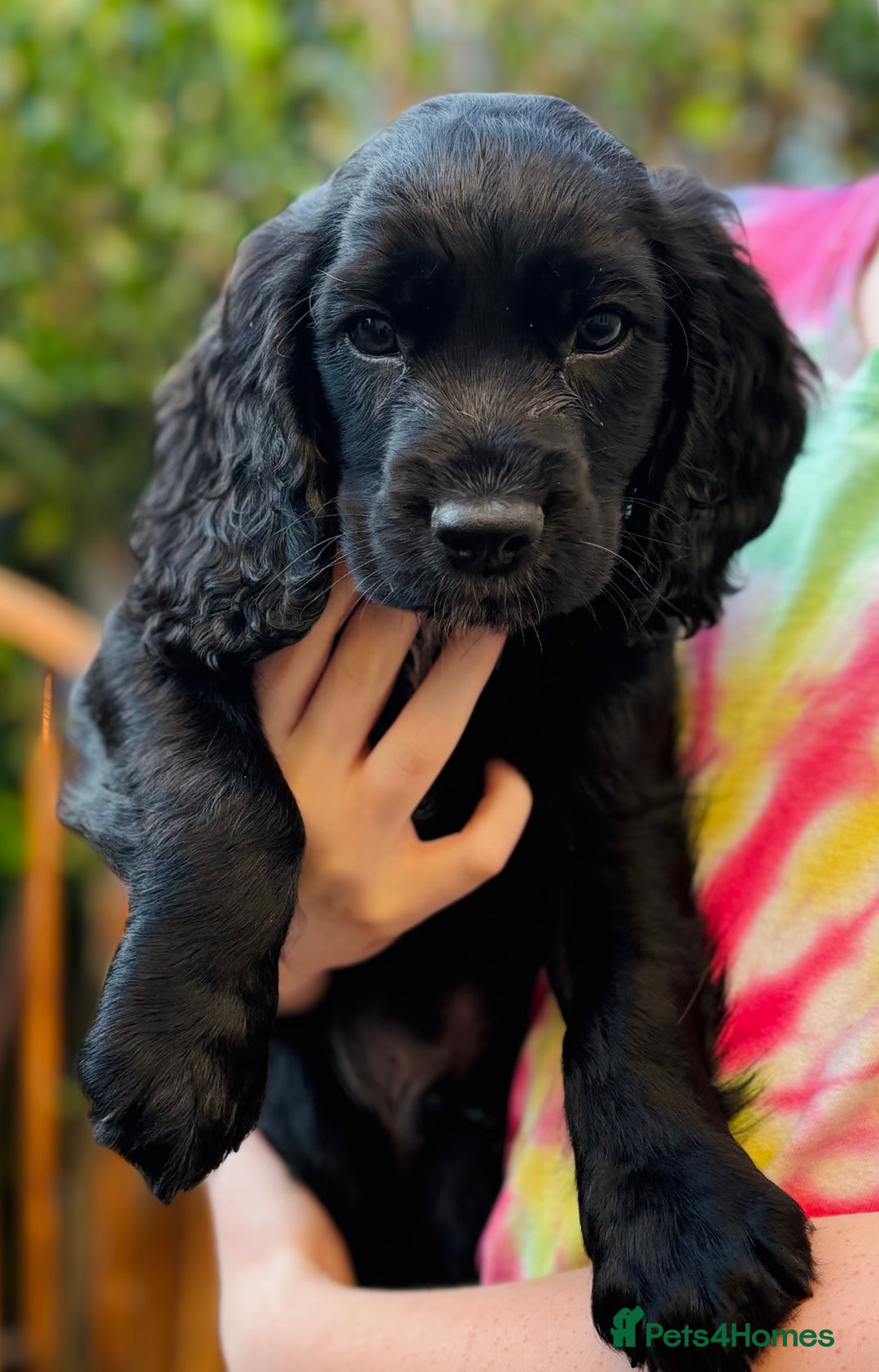 Cocker Spaniel dogs for sale: KC working cocker spaniel puppies - Image 15