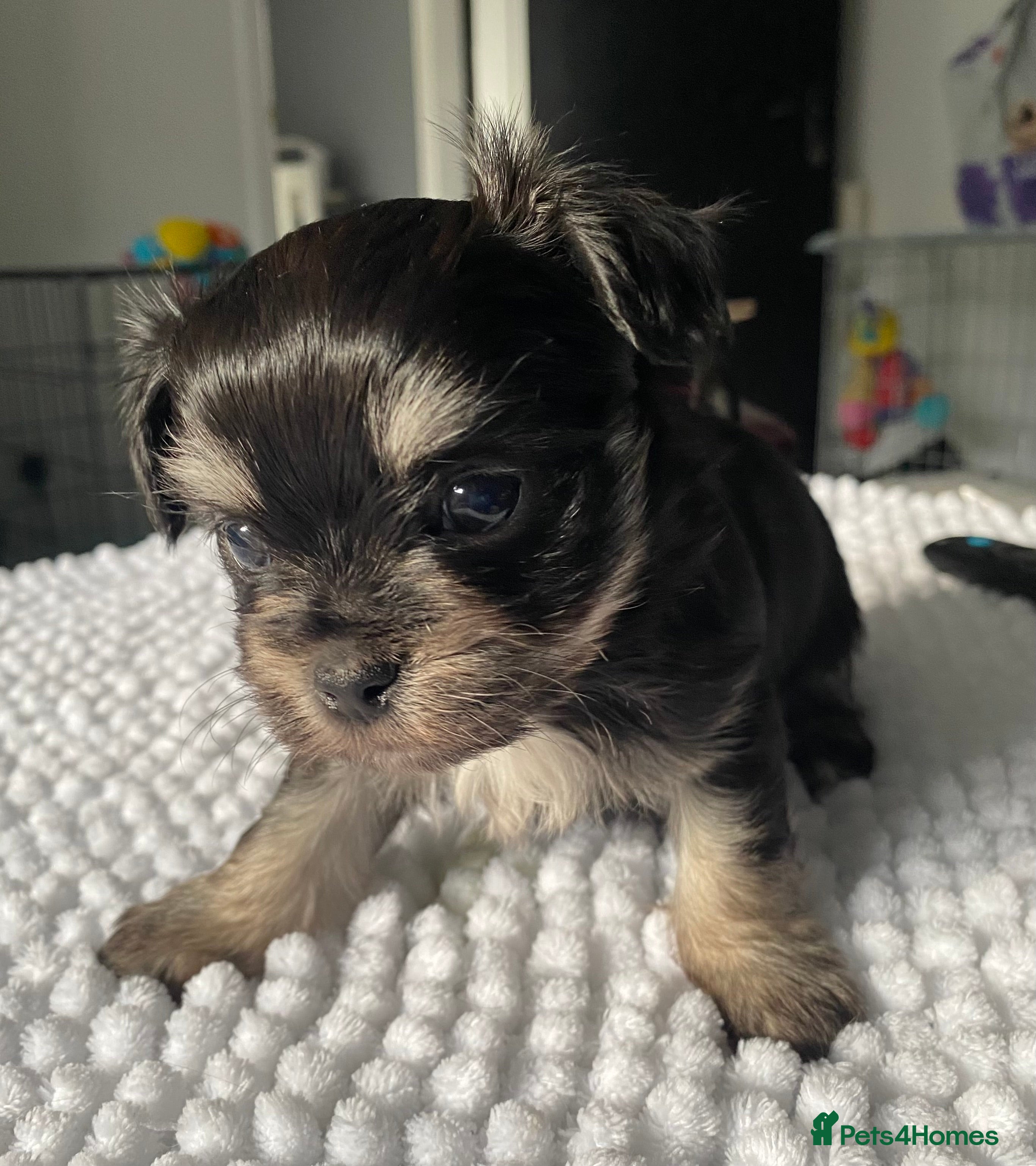 Mixed Breed dogs Adorable Tini malchi puppies  - Advert 16