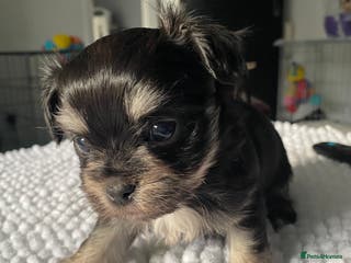 Mixed Breed dogs Adorable Tini malchi puppies - Advert 4