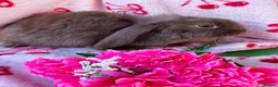 Mini Lop rabbits for sale: Beautiful Pure Bred Mini Lop Bunnies Ready Now - Advert 7