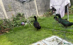 Ducks poultry for sale: Cayuga Ducks Male For Sale - Image 2