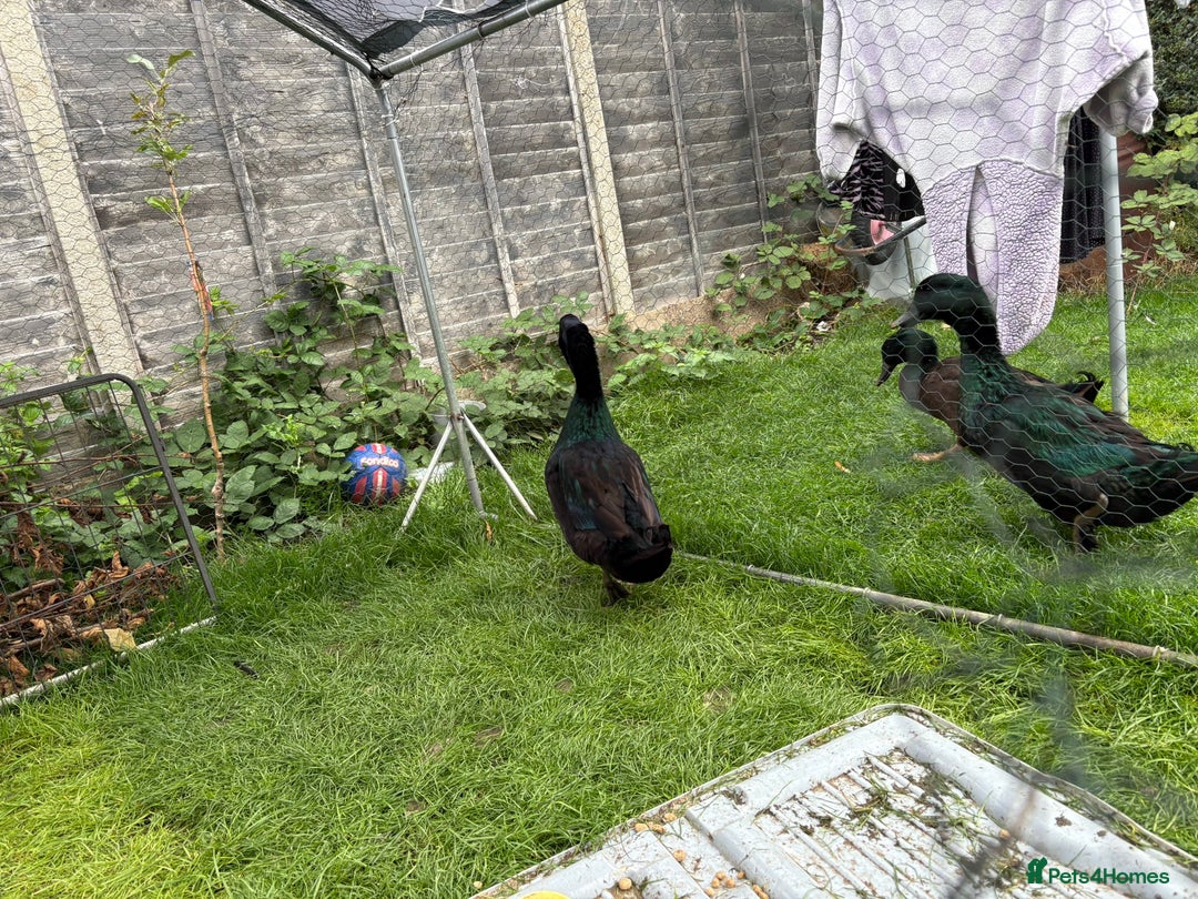 Ducks poultry for sale: Cayuga Ducks Male For Sale - Image 2