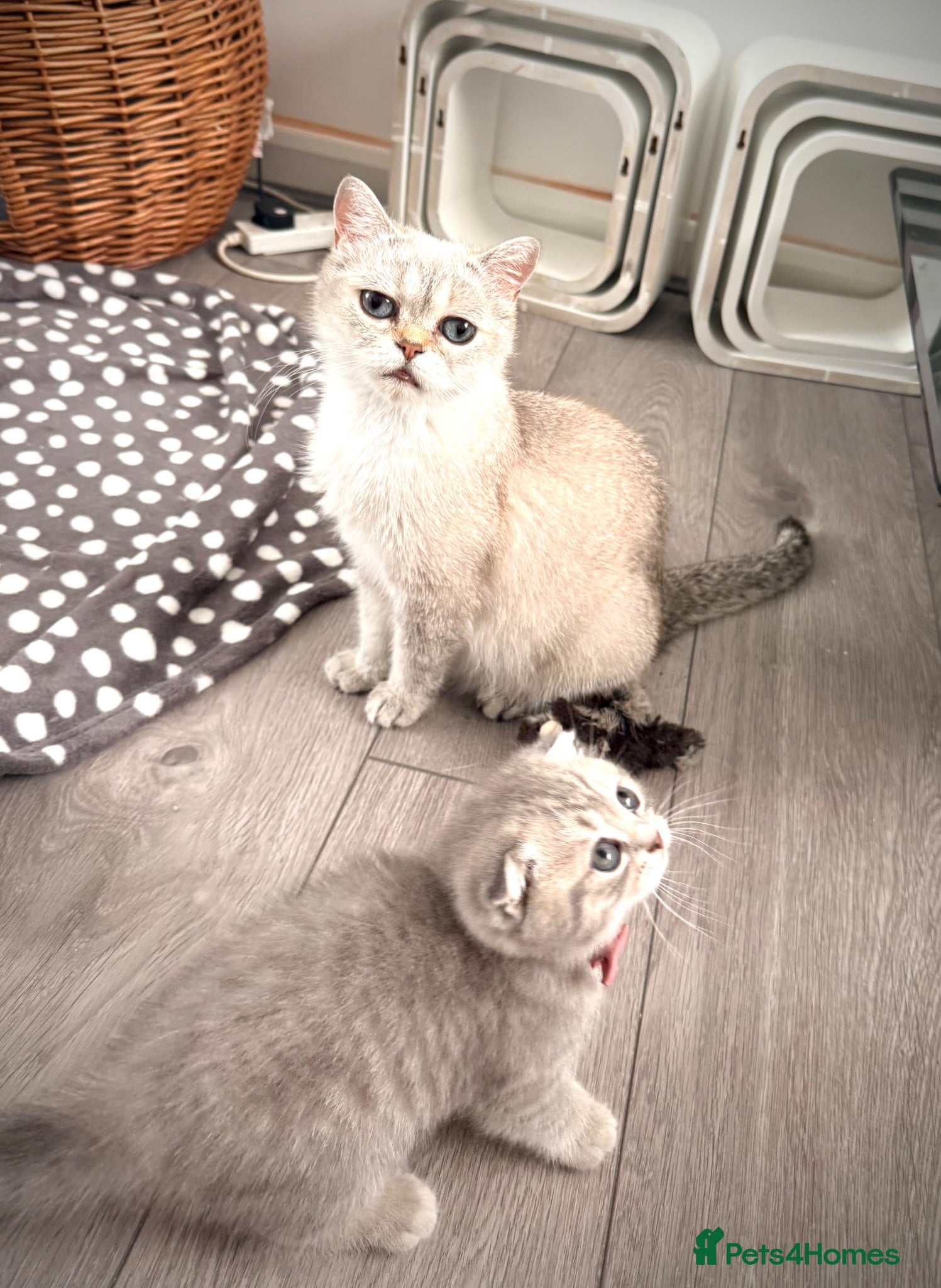 Scottish Fold cats Adorable Pure Scottish folded kittens 😍🥰 - Advert 2