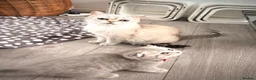 Scottish Fold cats for sale: Adorable Pure Scottish folded kittens 😍🥰 in Northampton - Advert 2