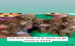 Cockapoo dogs for sale: F1B Small Cockapoo Puppies. Only 2 boys available  - Image 11