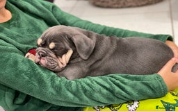 English Bulldog dogs for sale: Ready now  - Image 4