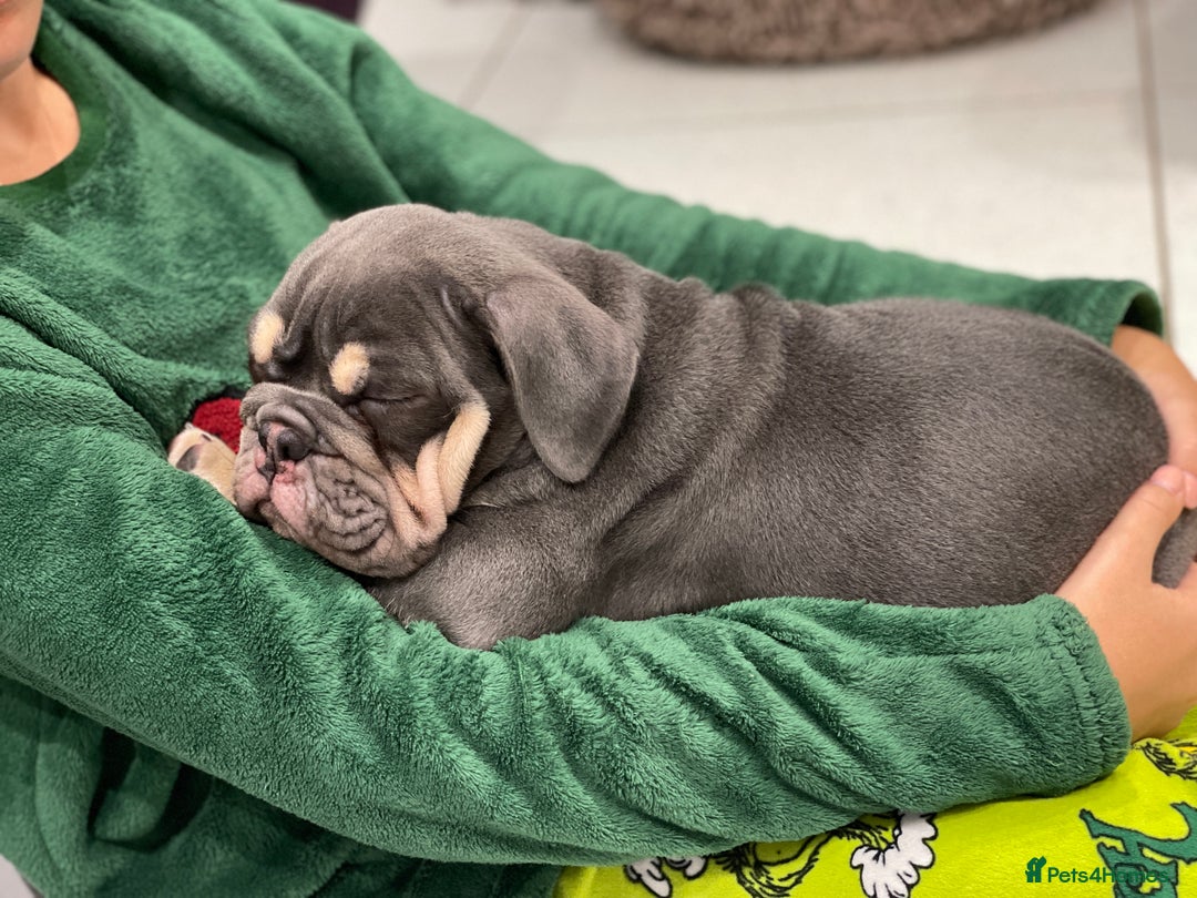 English Bulldog dogs for sale: Ready now  - Image 4