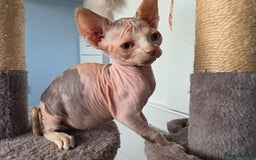 Sphynx cats for sale: 🩷 Sphynx Kitten – Female - Image 10