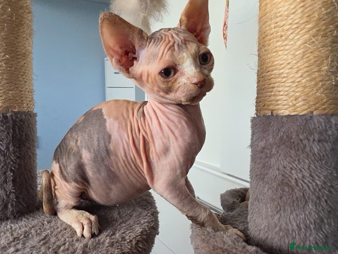 Sphynx cats for sale: 🩷 Sphynx Kitten – Female - Image 10