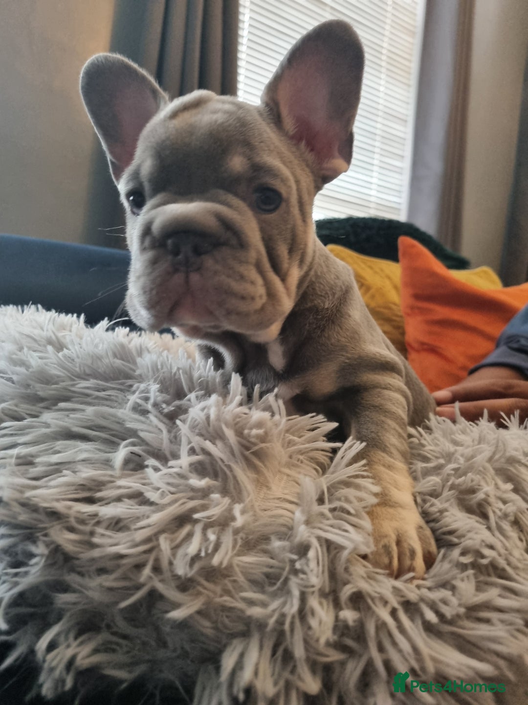 French Bulldog dogs for sale: beautiful frenchies - Image 9