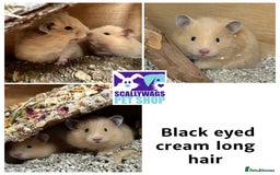 Hamster rodents for sale: Friendly Well Handled Syrian Hamsters - Image 7