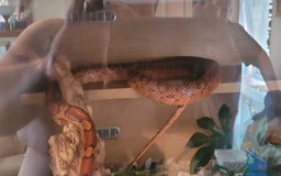 Corn Snake reptiles for sale: corn snakes - Image 5