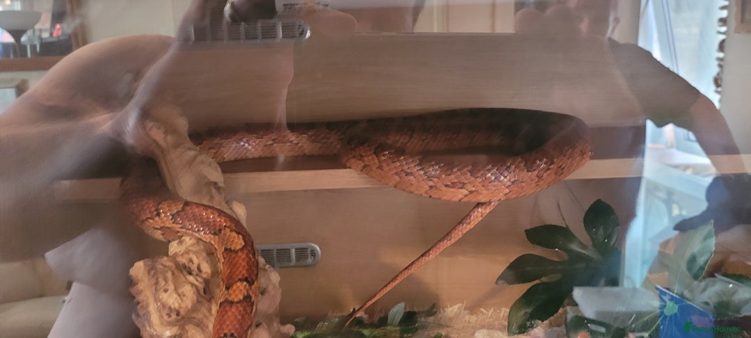 Corn Snake reptiles for sale: corn snakes - Image 5