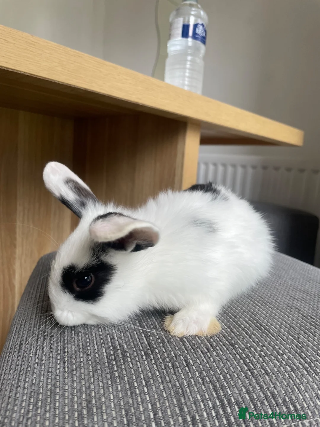 Mini Lop rabbits for sale: Mini lop bunnies ready by 26/8/26 - Advert 2
