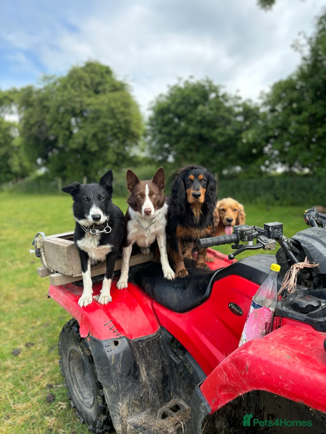 Border Collie dogs for stud: ISDS reg Red & White Collie Stud - Advert 5