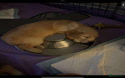 Mixed Breed dogs for sale: Beautiful chunky golden retriever x cockapoos  - Image 15