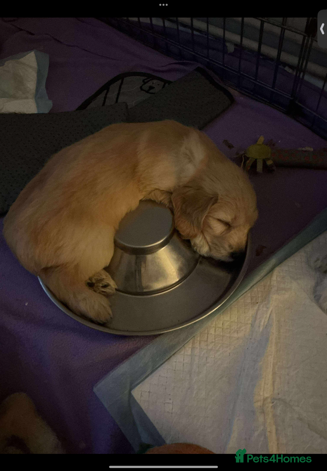 Mixed Breed dogs for sale: Beautiful chunky golden retriever x cockapoos  - Image 15