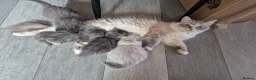 Siberian cats for sale: Last 2 baby boys, ready to leave soon, siberians - Advert 6