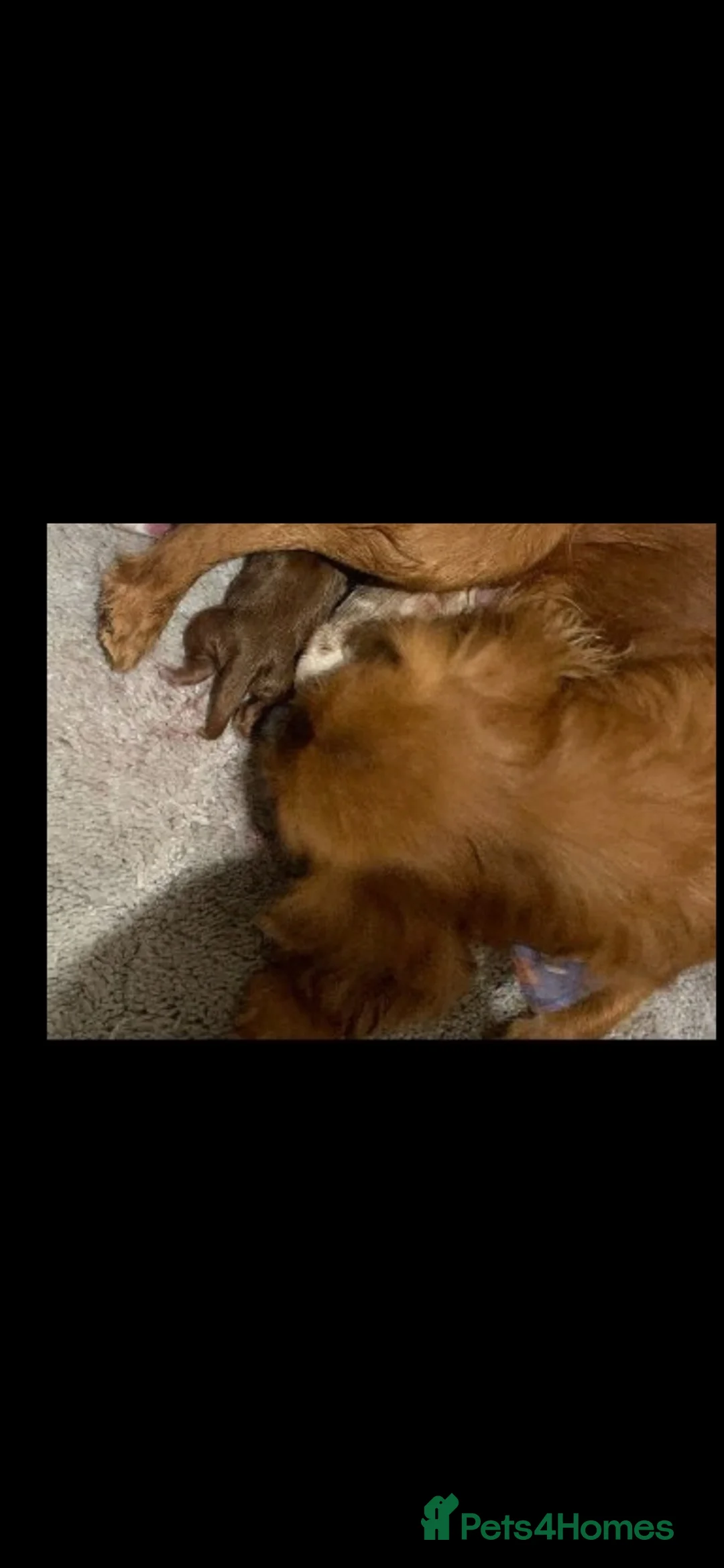 Cavalier King Charles Spaniel dogs for sale: Beautiful Cavalier king Charles spaniel puppies - Advert 2
