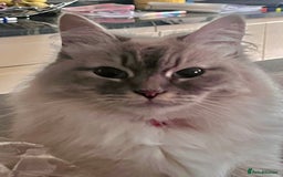 Siberian cats for sale: Pure Neva Masquerade Siberian - Image 1