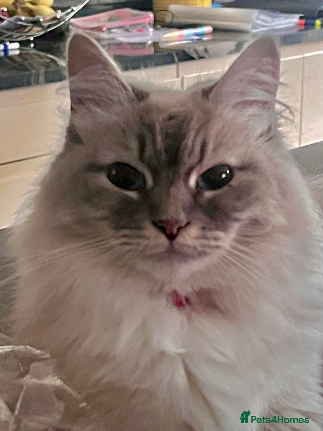 Siberian cats for sale: Pure Neva Masquerade Siberian - Image 1