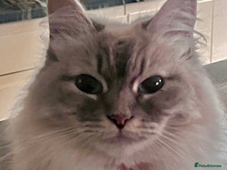 Siberian cats - Advert 1