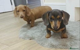 Miniature Dachshund dogs for sale: Miniature dachshunds - Image 8