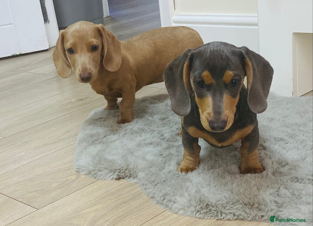 Miniature Dachshund dogs for sale: Miniature dachshunds - Image 8