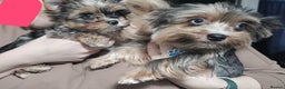 Yorkshire Terrier dogs for sale: Tiny Yorkshire Terrier with one boy merle - Advert 7