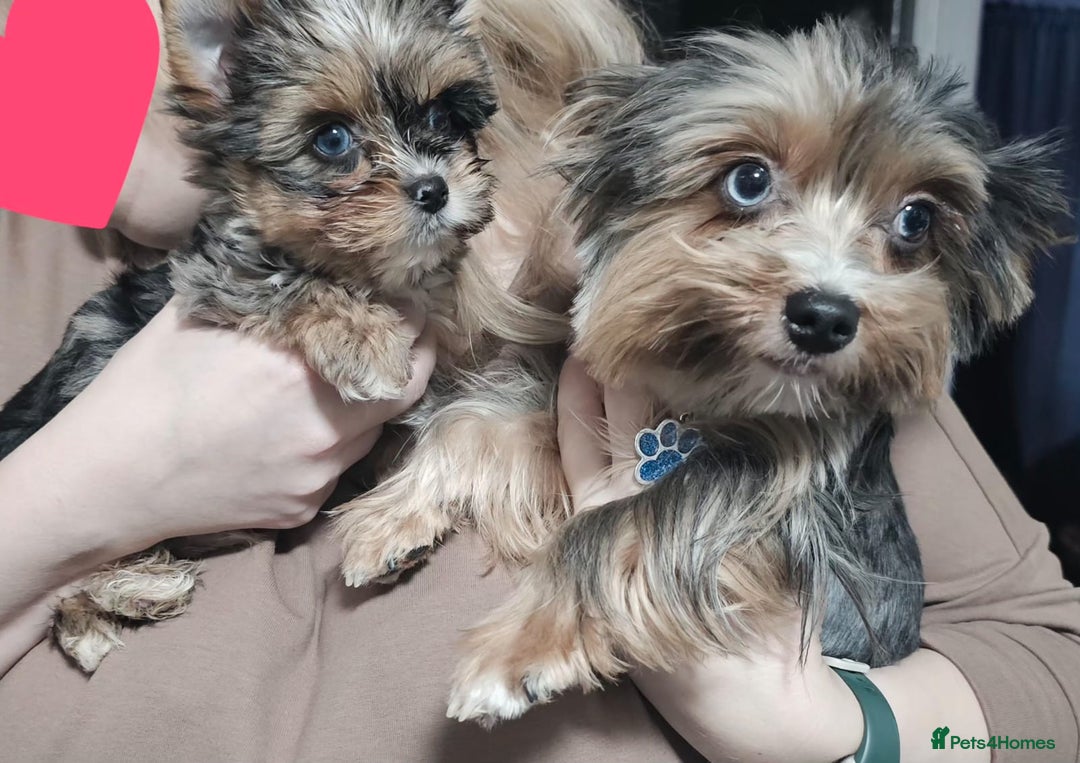Yorkshire Terrier dogs for sale: Tiny Yorkshire Terrier with one boy merle - Advert 7