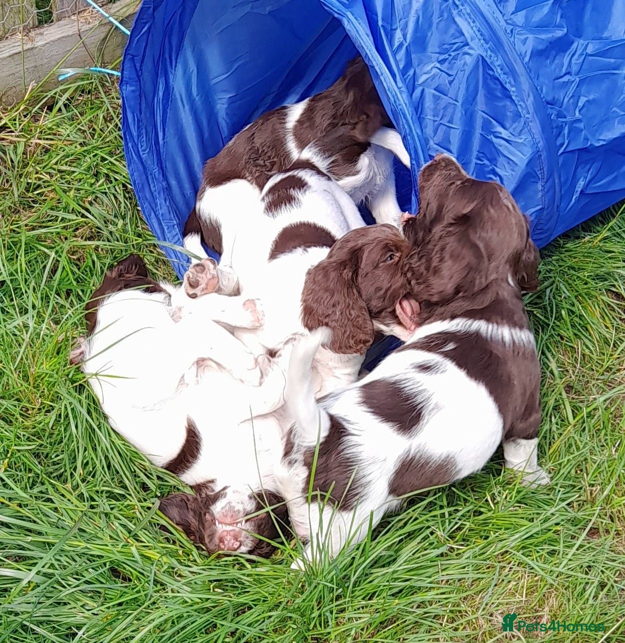 English Springer Spaniel dogs Gorgeous English Springer Spaniels Puppies - Advert 1