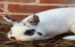 English rabbits for sale: 2 x Rabbits - Advert 7
