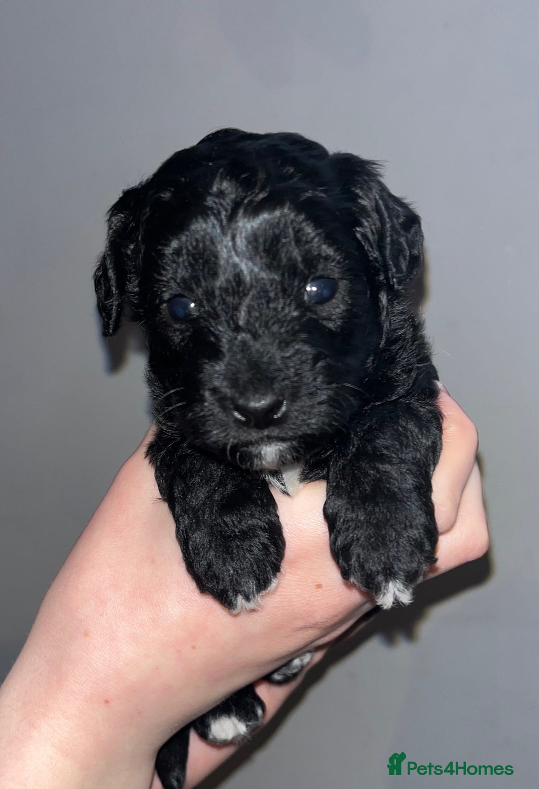 Mixed Breed dogs for sale: Cavapoochon puppies - Advert 11