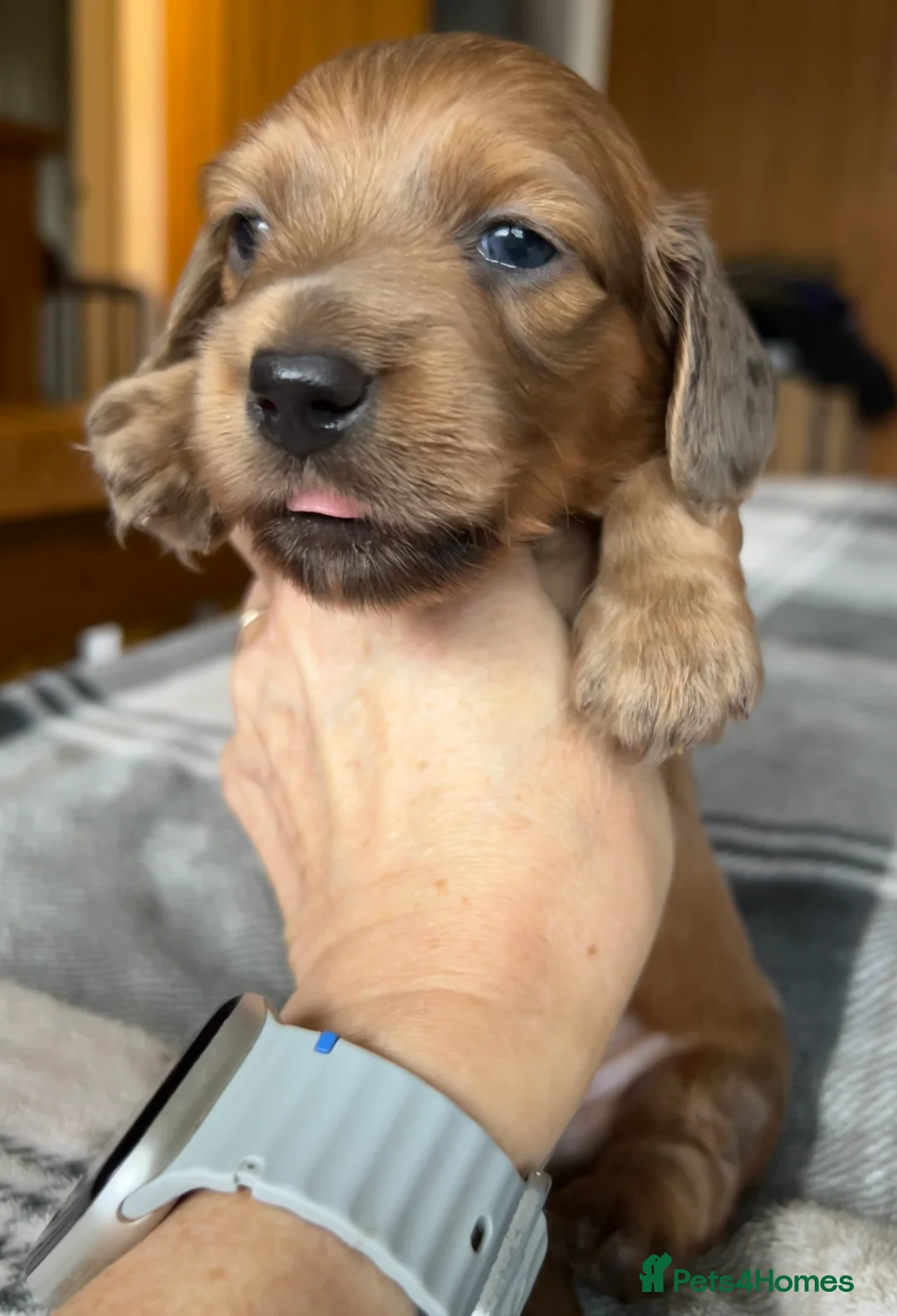 Miniature Dachshund dogs for sale: Long haired red miniature Dachshund puppies in Worthing - Advert 2