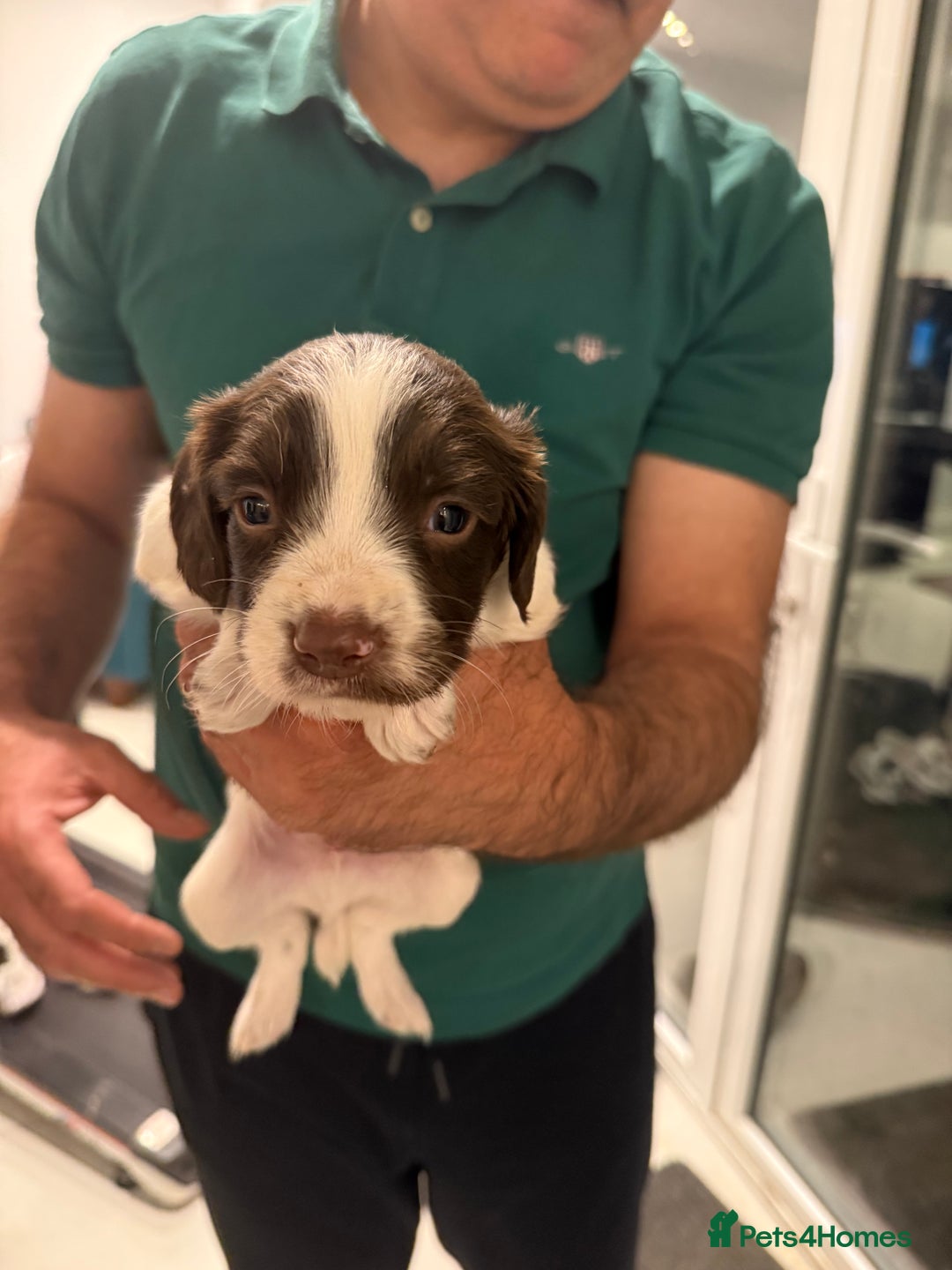 English Springer Spaniel dogs for sale: English Springer Spaniel  - Image 5