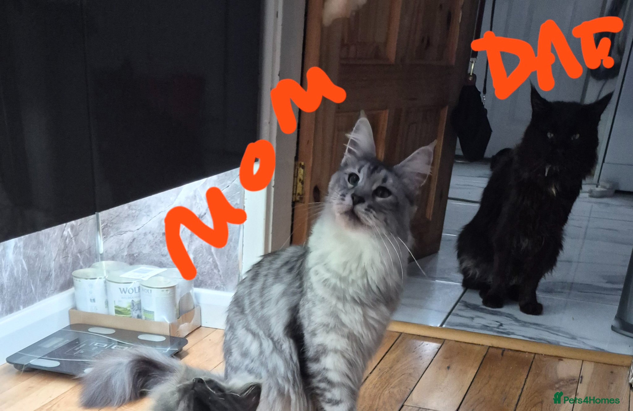 Maine Coon cats Beautiful Maine coon kittens - Advert 2