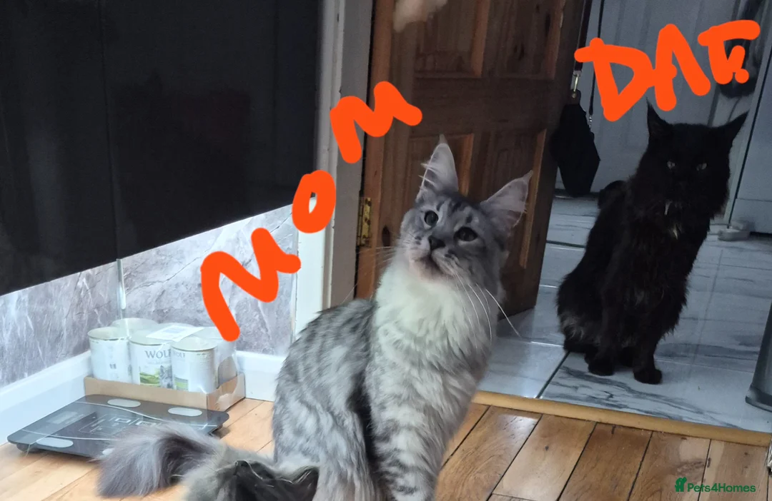 Maine Coon cats for sale: Beautiful Maine coon kittens - Advert 1