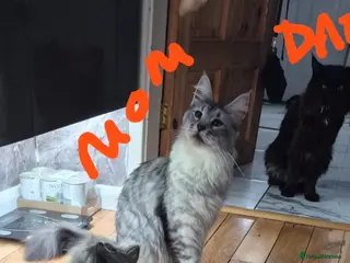 Maine Coon cats Beautiful Maine coon kittens - Advert 2