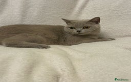 British Shorthair cats for sale: 1 Beautiful British short lilac colour - Image 6