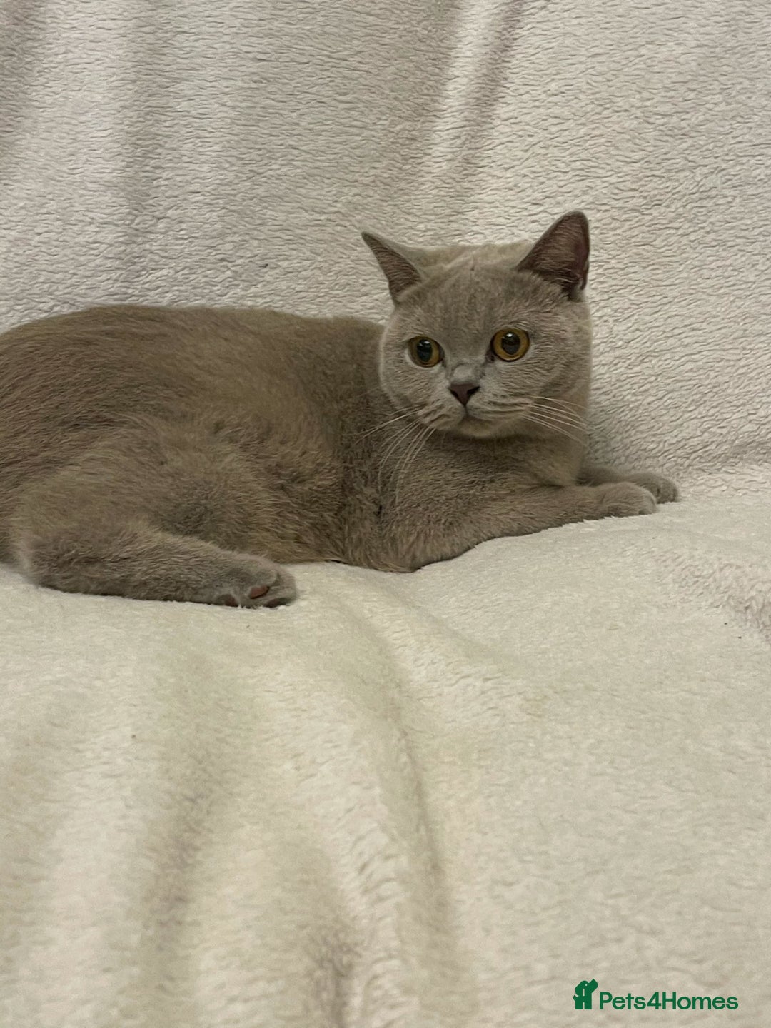 British Shorthair cats for sale: 1 Beautiful British short lilac colour - Image 6