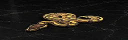 Python Snake reptiles for sale: Stunning Baby Ball Pythons!  - Advert 7
