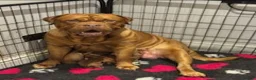 Dogue De Bordeaux dogs for sale: Junior in Thornton-Cleveleys - Advert 13