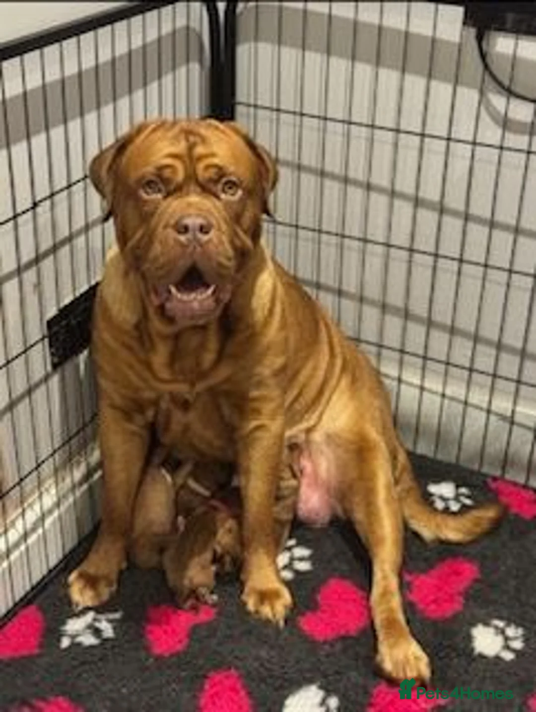 Dogue De Bordeaux dogs for sale: Junior in Thornton-Cleveleys - Advert 13