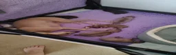 Italian Greyhound dogs for sale: 3/4 Italian Greyhound & 1/4 Whippet Puppies - Advert 3