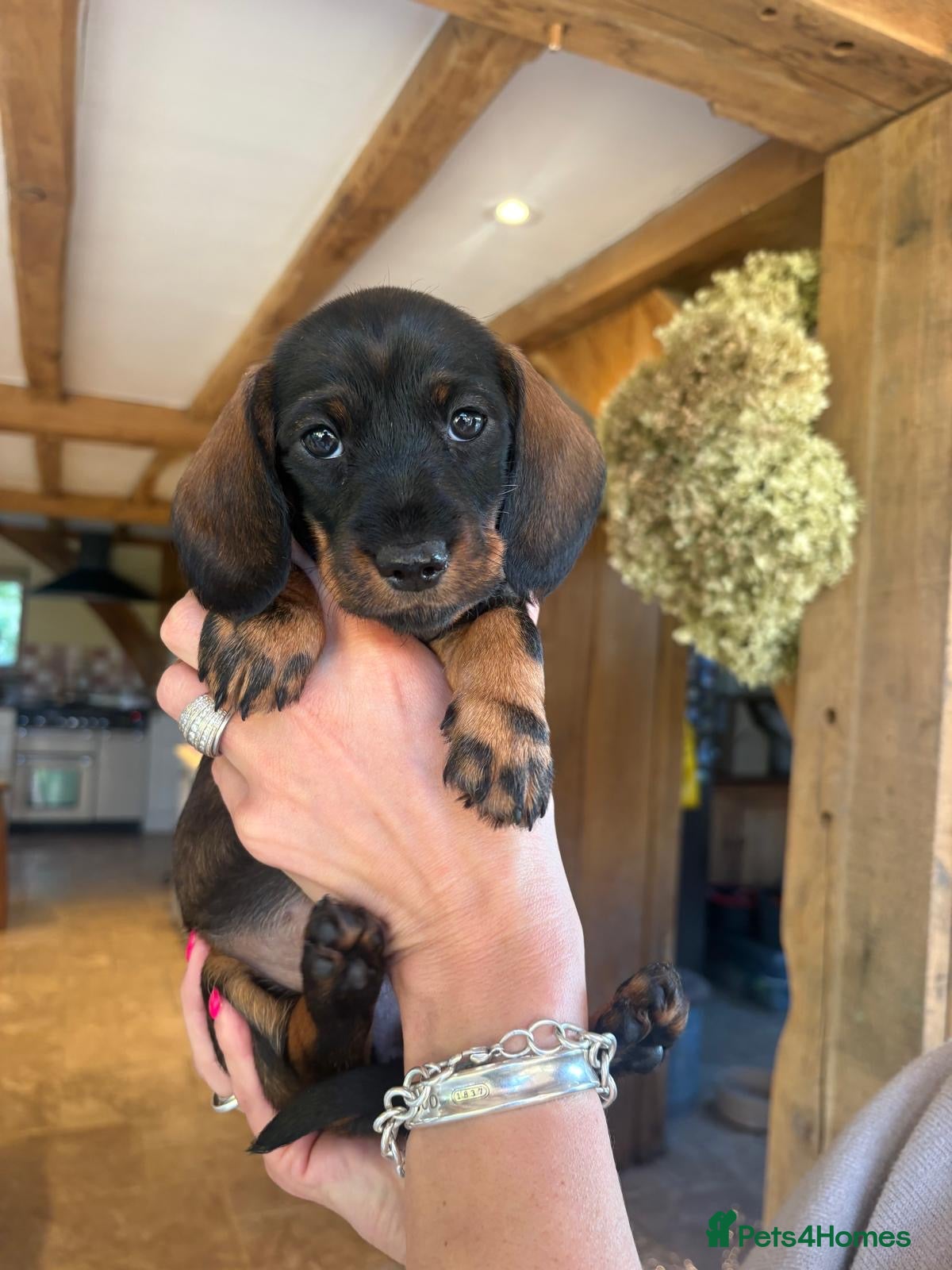 Dachshund dogs Dachshund puppies - Advert 2