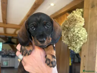 Dachshund dogs Dachshund puppies - Advert 2